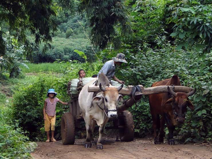 Hồn thiêng làng cổ Ba Na