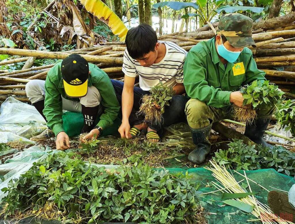 Khám phá mùa trồng mới “quốc bảo” sâm Ngọc Linh