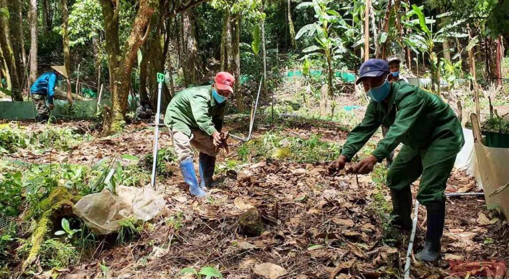 Khám phá mùa trồng mới “quốc bảo” sâm Ngọc Linh