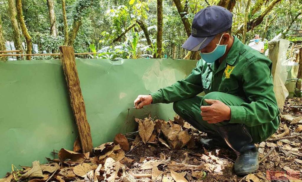 Khám phá mùa trồng mới “quốc bảo” sâm Ngọc Linh