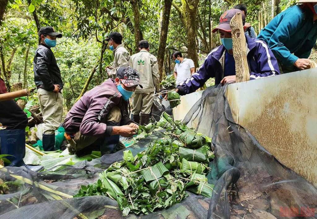 Khám phá mùa trồng mới “quốc bảo” sâm Ngọc Linh