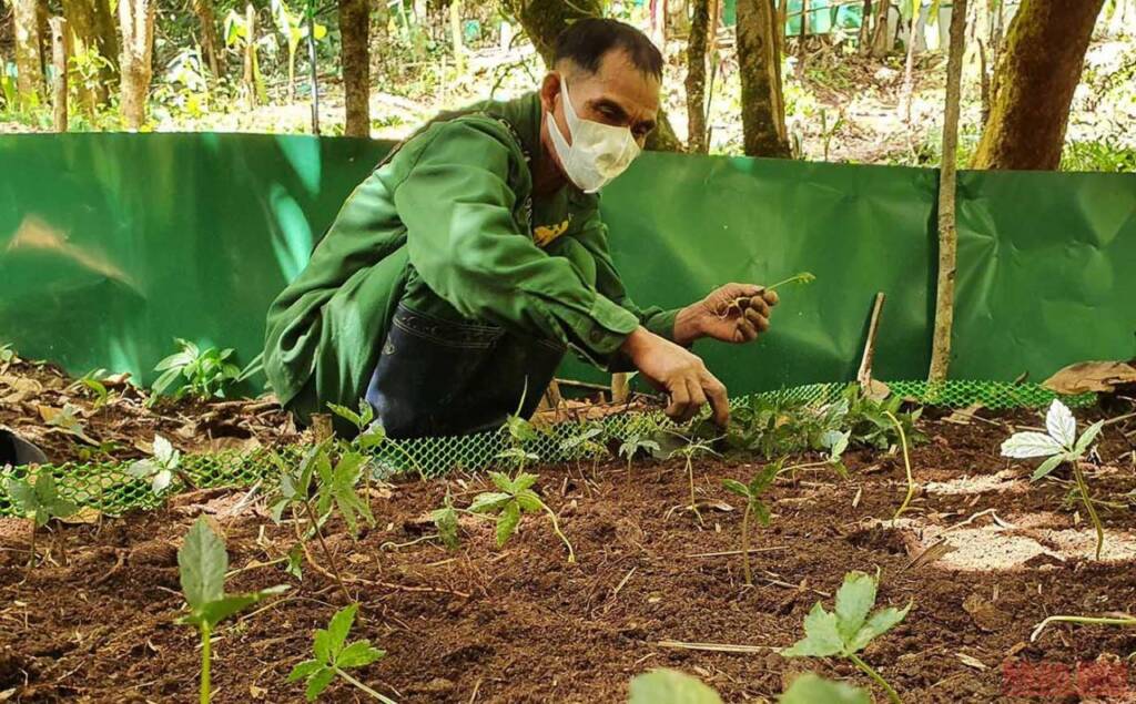 Khám phá mùa trồng mới “quốc bảo” sâm Ngọc Linh