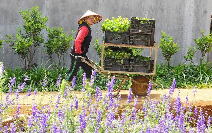 Bình minh ở vùng sinh thái du lịch Măng Đen