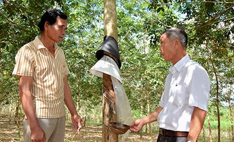 Già làng A Khunh làm kinh tế giỏi