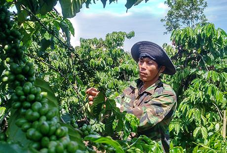 A Phong vượt khó làm giàu