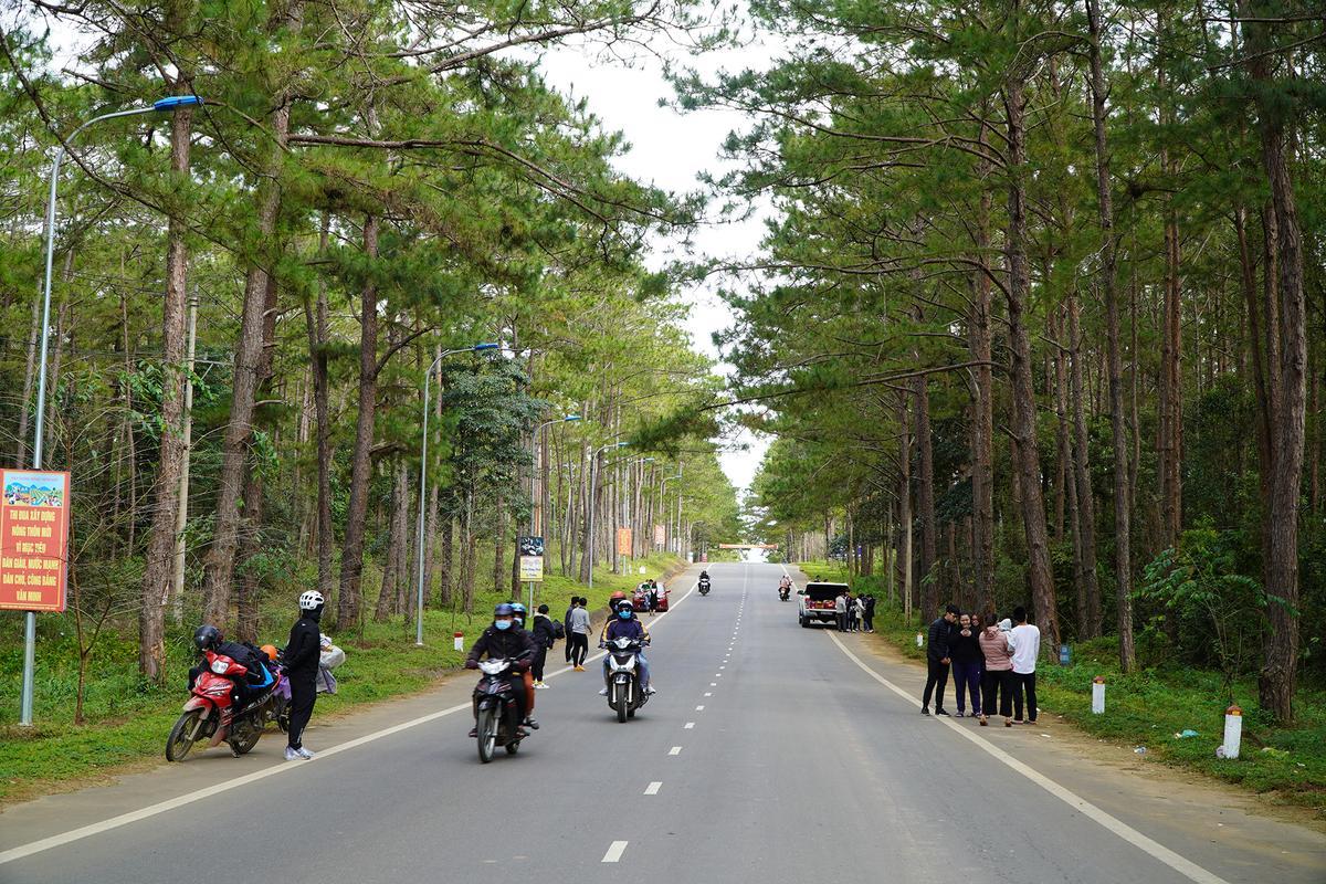 Mai anh đào nở trên Măng Đen