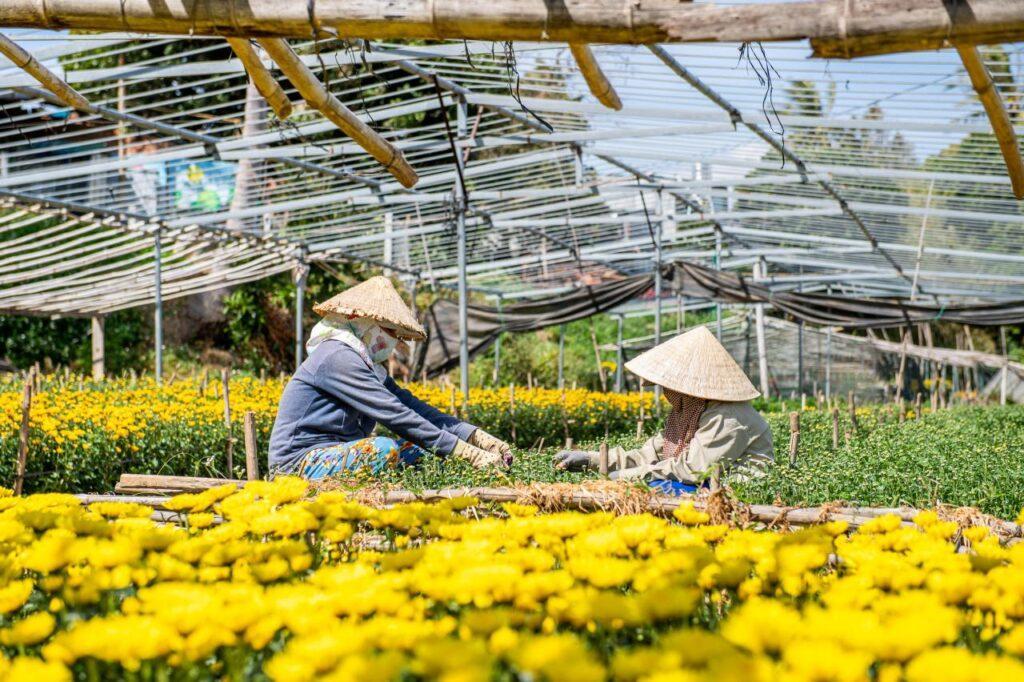 "Làng hoa cúc" vào Tết