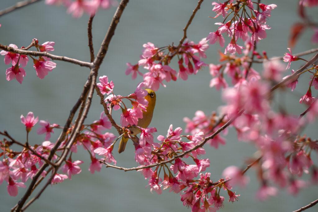 Ngắm mai anh đào dưới biển mây