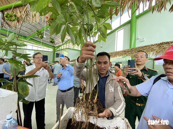 'Quốc bảo' sâm Ngọc Linh - giấc mơ tỉ đô