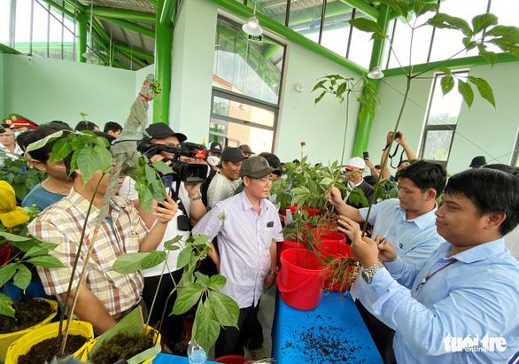 'Quốc bảo' sâm Ngọc Linh - giấc mơ tỉ đô