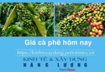 Giá cà phê hôm nay 19 1 Quay đầu giảm