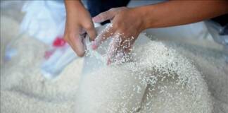 Hỗ trợ hơn 15.490 tấn gạo dịp Tết Nguyên đán Giáp Thìn 2024 và giáp hạt