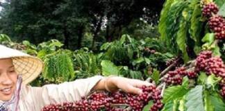 Khan hiếm nguồn cung, giá xuất khẩu cà phê năm 2024 được dự báo ra sao?
