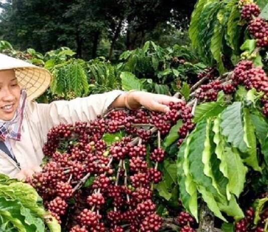 Khan hiếm nguồn cung, giá xuất khẩu cà phê năm 2024 được dự báo ra sao?