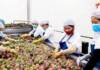 Thêm cơ hội gia tăng kim ngạch xuất khẩu trái cây vào Trung Quốc