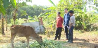 Vụ cấp bò giống nhỏ như con bê: UBND tỉnh Kon Tum chỉ đạo kiểm điểm trách nhiệm