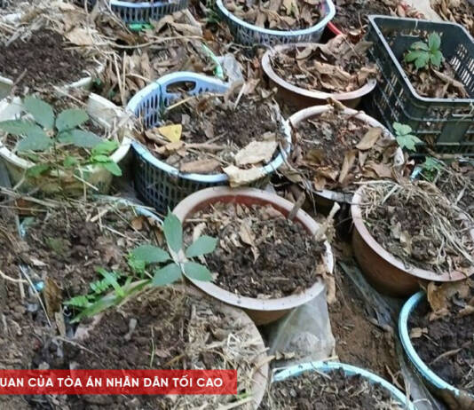Điều tra vụ mất trộm Sâm Ngọc Linh tại 4 xã ở Kon Tum