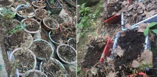 Điều tra vụ mất trộm hơn 800 cây sâm Ngọc Linh