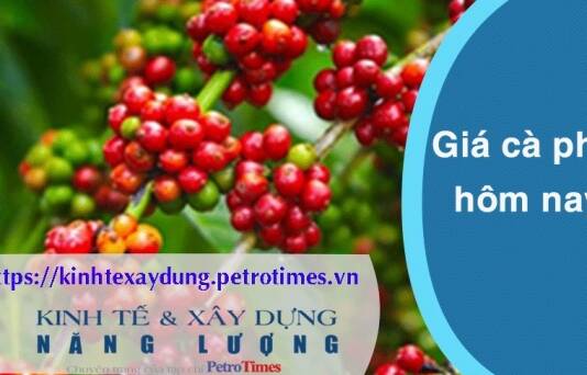 Giá cà phê hôm nay 29 2 Trong nước tăng mạnh trở lại