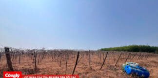 Kon Tum có hơn 1.700 ha cây trồng nguy cơ khô hạn