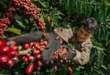 Xuất khẩu cà phê có thể vượt tỷ USD hai tháng đầu năm