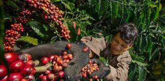 Xuất khẩu cà phê có thể vượt tỷ USD hai tháng đầu năm