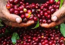 Xuất khẩu cà phê tháng đầu năm tăng mạnh