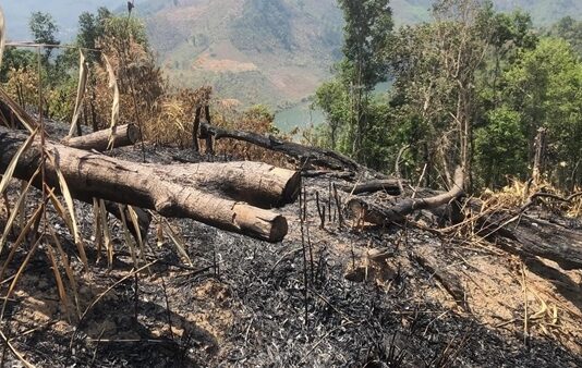 Điều tra, làm rõ vụ phá rừng cực lớn tại Kon Tum