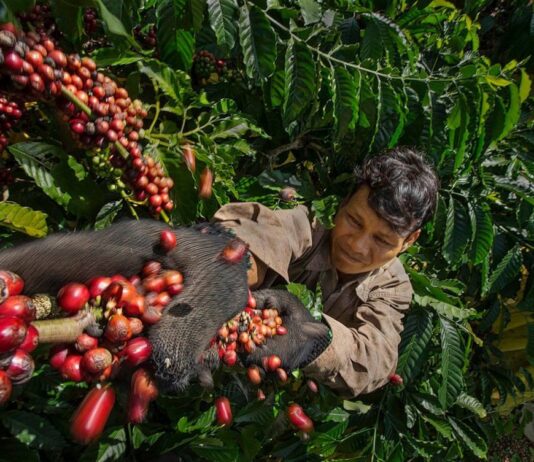 Doanh nghiệp xuất khẩu chịu lỗ khi giá cà phê tăng vọt