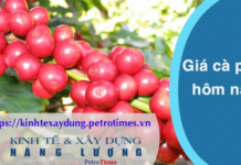 Giá cà phê hôm nay 31 3 Trong nước tăng nhẹ trở lại