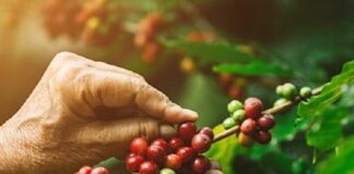 Giá cà phê xuất khẩu phục hồi dù nguồn cung khởi sắc