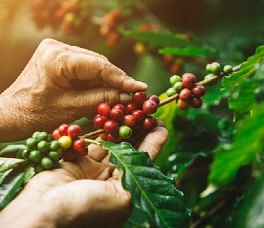 Giá cà phê xuất khẩu phục hồi dù nguồn cung khởi sắc