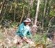 Khởi tố điều tra vụ 'thuê người phá rừng' ở Kon Tum