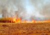 Kon Tum: Hỗ trợ thu mua 350 tấn mía bị cháy cho nông dân