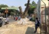 Kon Tum: Người dân tiếc nuối vì cây xanh bị chặt hạ để làm vỉa hè