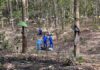 Kon Tum: Phát hiện thi thể trong đám cháy ở vườn cao su