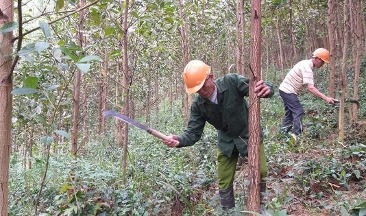 Nghệ An đứng đầu về diện tích rừng toàn quốc