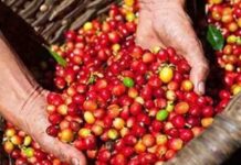 Giá cà phê Robusta trong nước tăng kỷ lục, lo ngại nguồn cung giảm mạnh