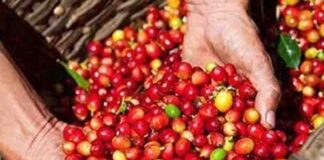 Giá cà phê Robusta trong nước tăng kỷ lục, lo ngại nguồn cung giảm mạnh