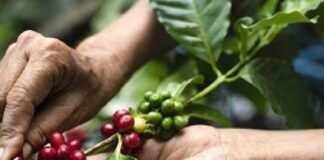 Giá cà phê trong nước đã vượt mốc 100.000 đồng/kg: Kỳ vọng chinh phục đỉnh cao mới