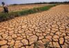 Hàng nghìn hecta cây trồng bị ảnh hưởng do hạn hán, thiếu nước 