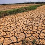 Hàng nghìn hecta cây trồng bị ảnh hưởng do hạn hán, thiếu nước 