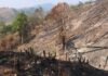 Khởi tố 5 đối tượng trong vụ phá rừng tại Kon Tum