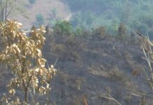 Kon Tum: Đốt rẫy làm cháy 9ha rừng sản xuất