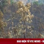 Kon Tum: Đốt rẫy làm cháy gần 9ha rừng thông ba lá