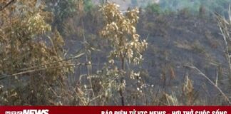 Kon Tum: Đốt rẫy làm cháy gần 9ha rừng thông ba lá