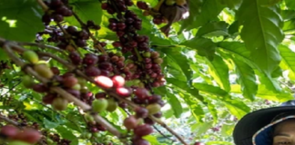 Cà phê dự kiến tăng mạnh: Xuất khẩu năm 2024 có thể đạt mức 5 tỷ USD