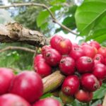 Dù vào vụ thu hoạch nhưng giá cà phê Brazil vẫn tăng