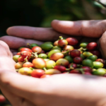 Giá cà phê lấy lại mốc 100.000 đồng/kg: Nông dân phấn khởi