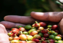 Giá cà phê lấy lại mốc 100.000 đồng/kg: Nông dân phấn khởi